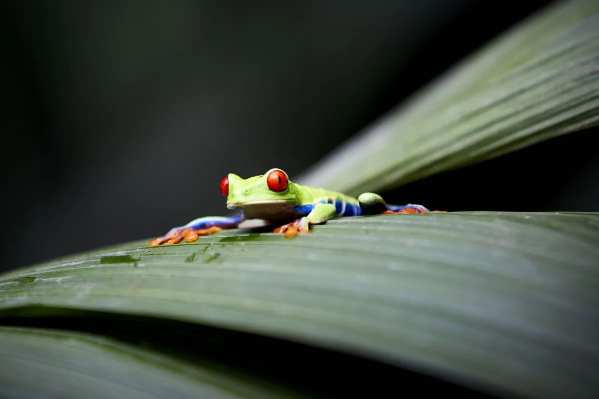 Red-eyed tree frog on a leaf in Costa Rica