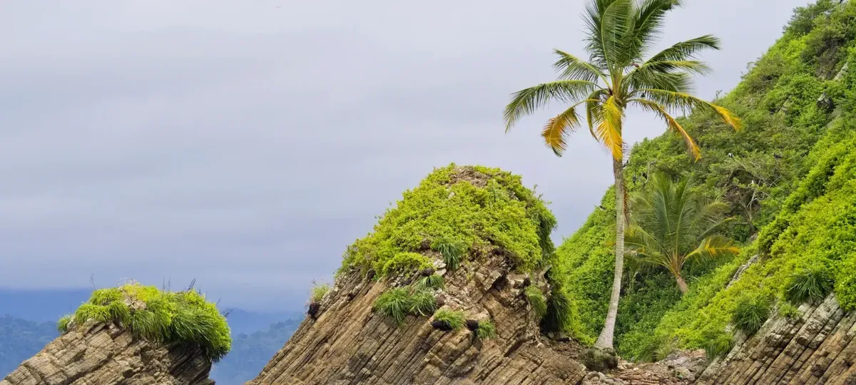 Costa rocosa con una palmera en el Parque Nacional Marino Ballena, Pacífico Sur de Costa Rica