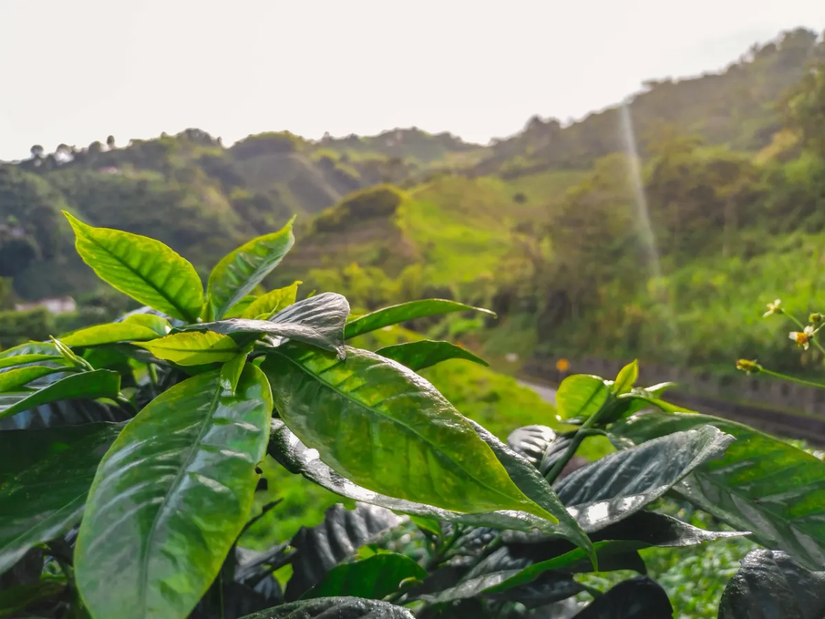 El café es uno de los grandes tesoros de la despensa costarricense