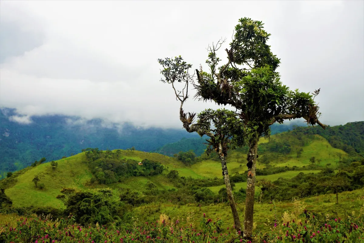 Green rural countryside and winding roads in Costa Rica