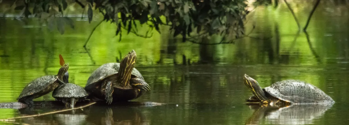 A Tortuguero solo se llega por agua o por aire, navegando entre canales de selva
