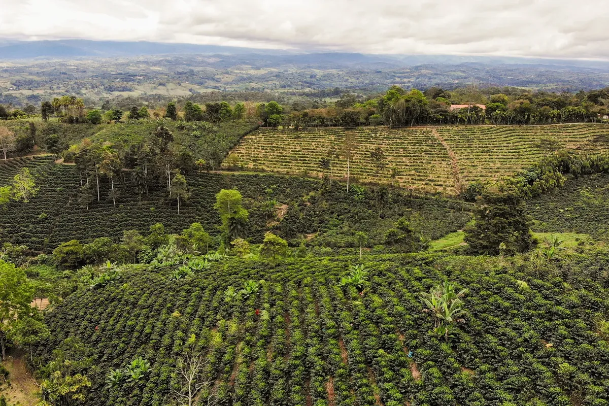 Kaffeeplantage in den Bergen des Valle Central, Costa Rica