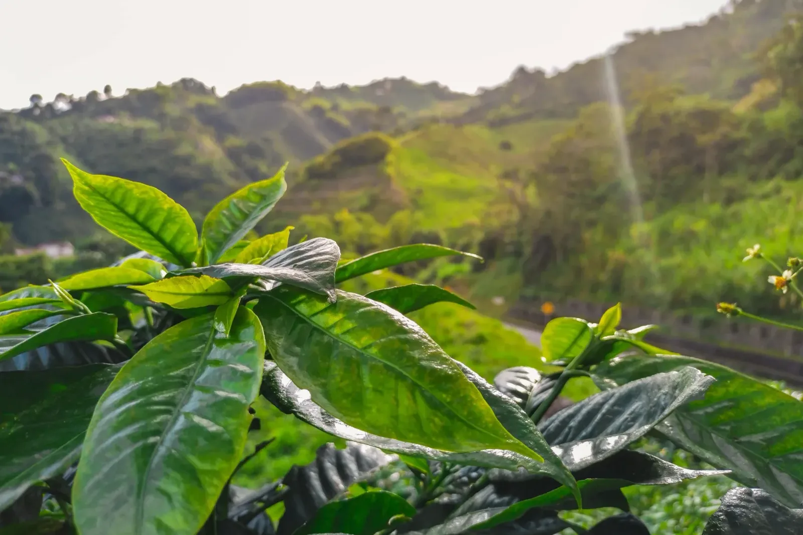 Plantas de caf&eacute; en una ladera del Valle Central de Costa Rica