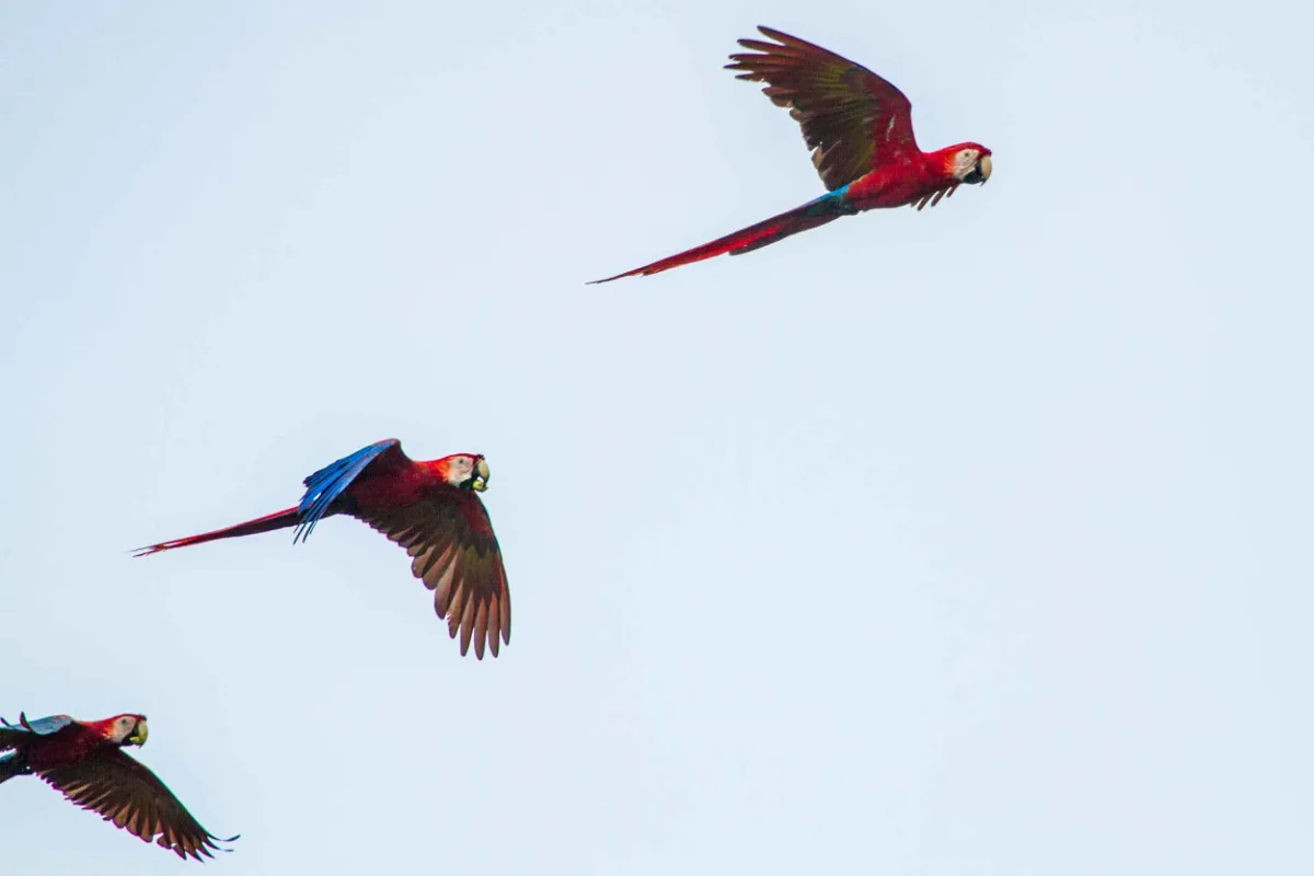 Tropical bird in Costa Rica, important facts for your Costa Rica trip