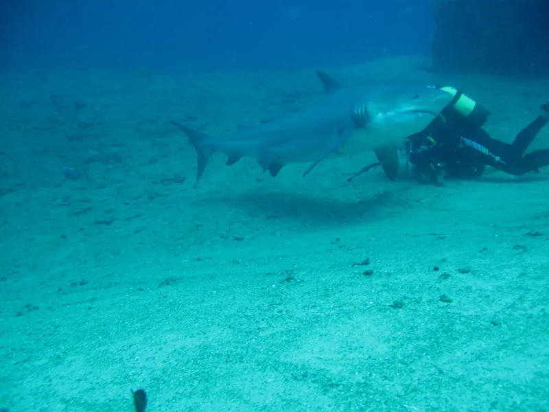 Bull shark passing a scuba diver