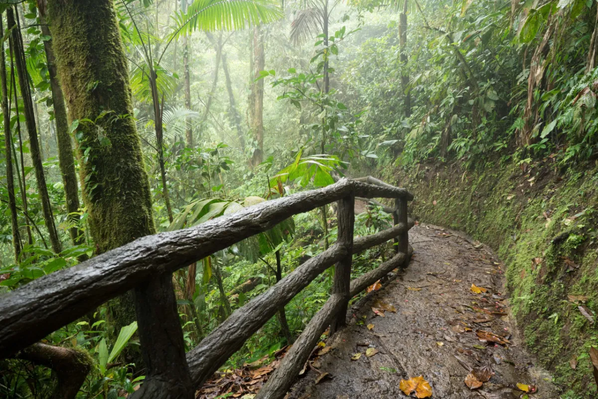 Dense rainforest in Costa Rica