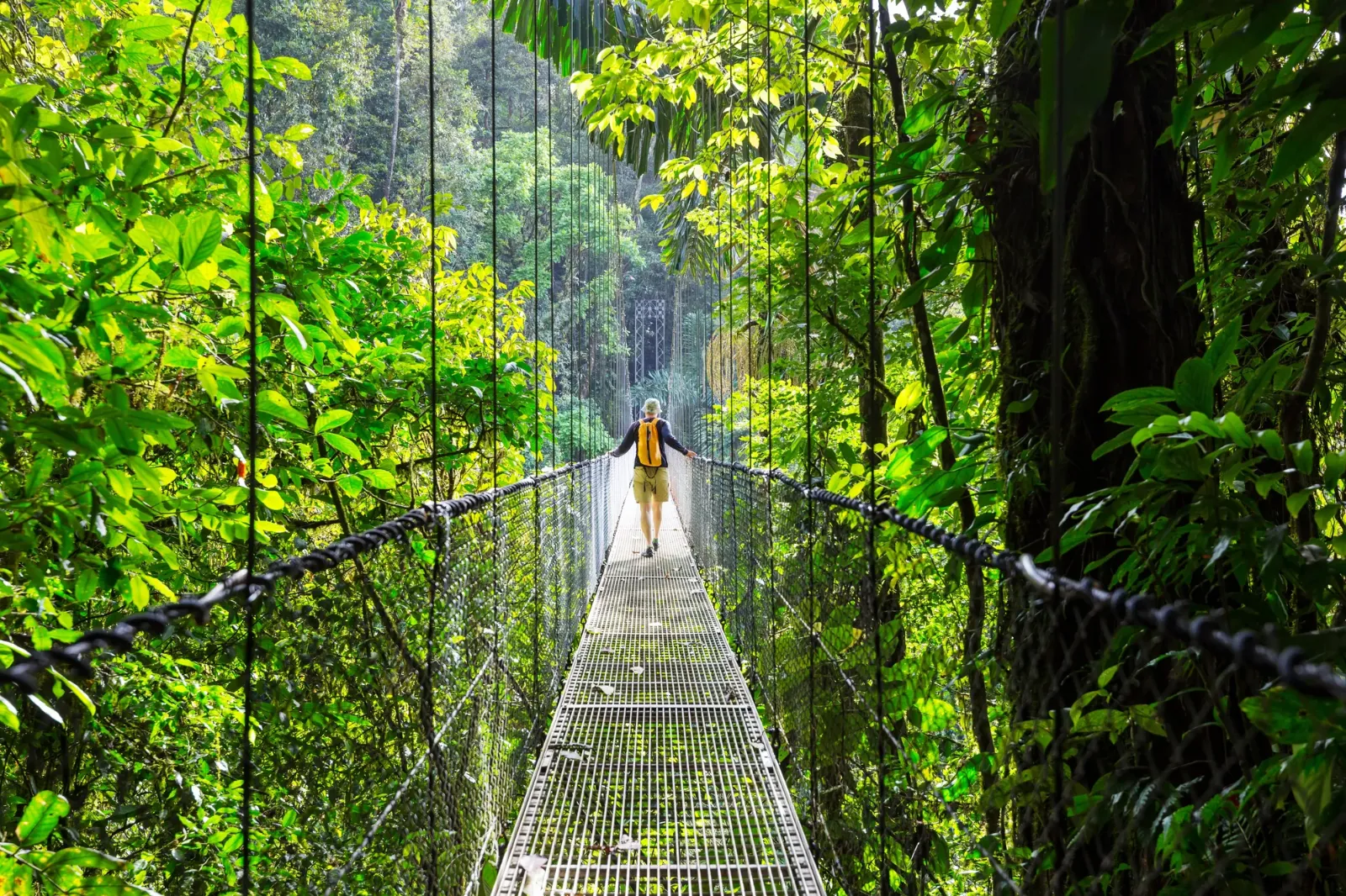 Ponte sospeso tra le chiome della foresta pluviale, Costa Rica