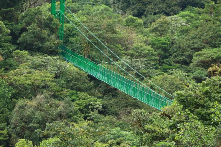 Ponte sospeso verde sopra le chiome della foresta nebulosa a Monteverde, Costa Rica