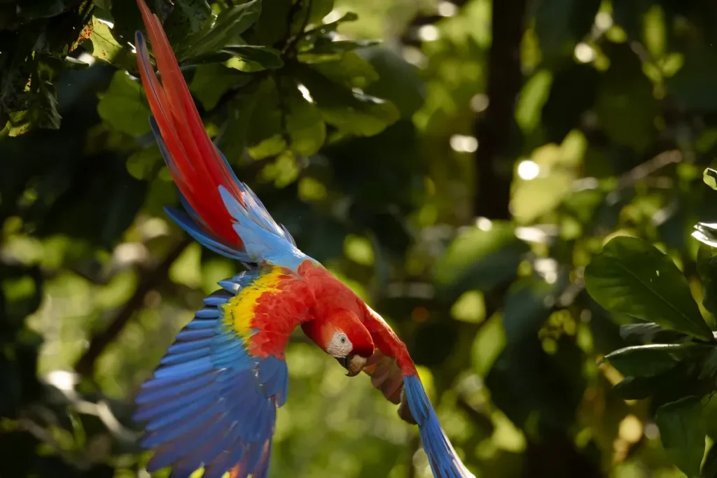 Guacamayo escarlata en vuelo en Costa Rica