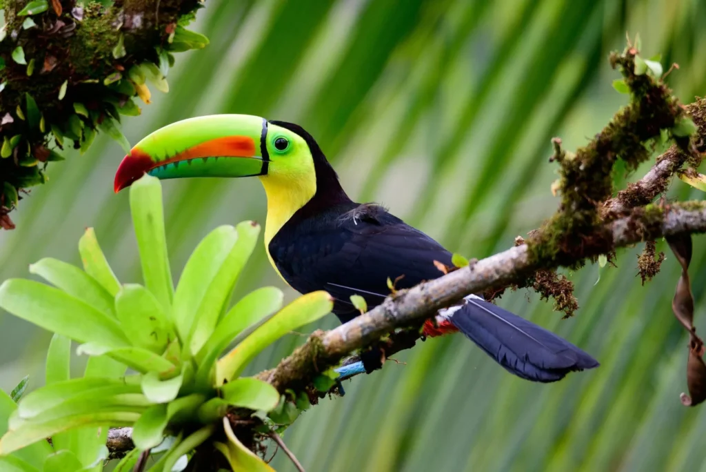 Tucán de colores en la selva tropical de Costa Rica