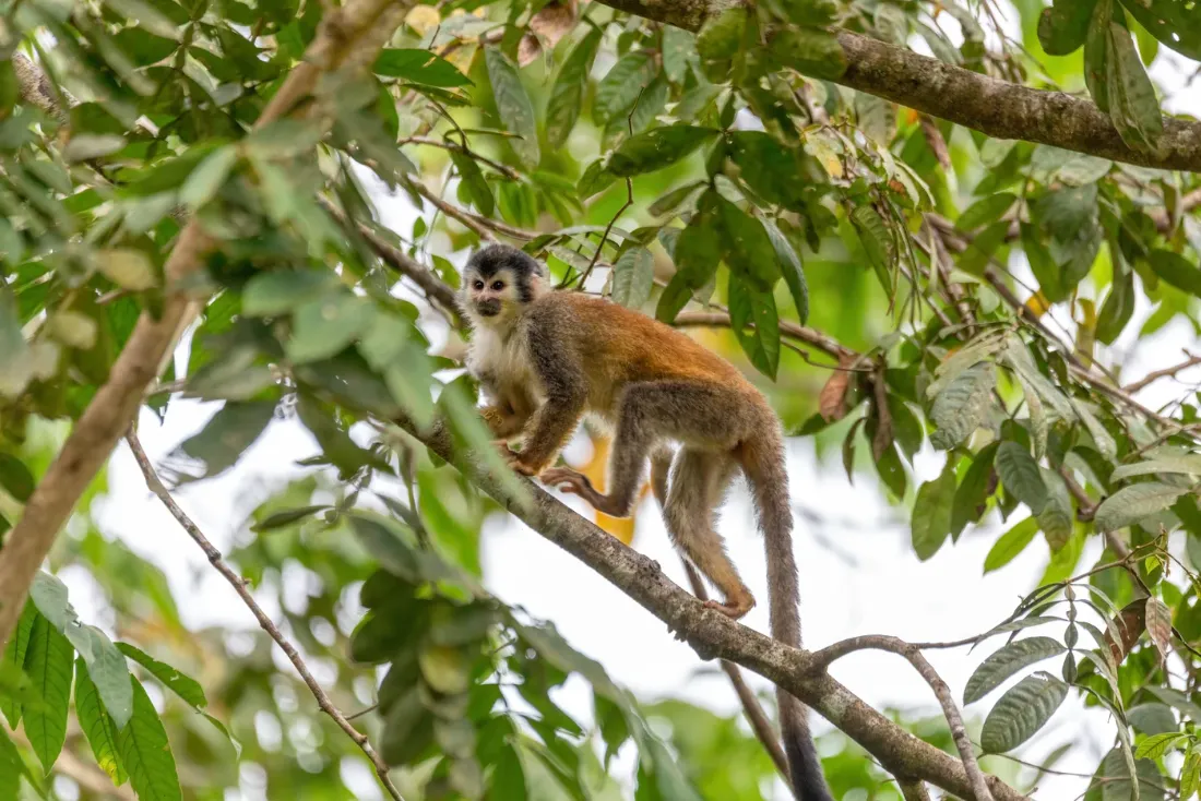 Manuel Antonio National Park wildlife