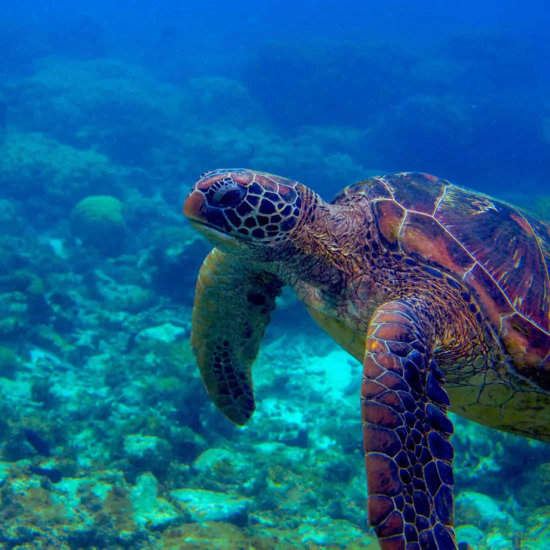 Sea turtle swimming in the clear waters near Tortuga Island