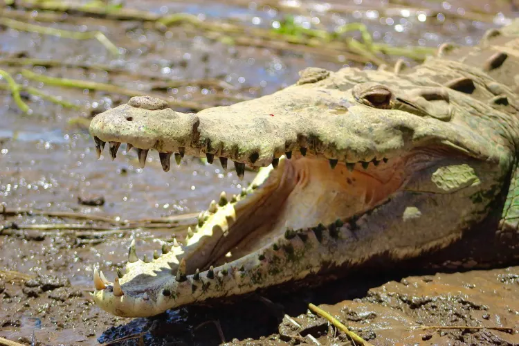 Grande coccodrillo americano sulla riva del fiume Tárcoles