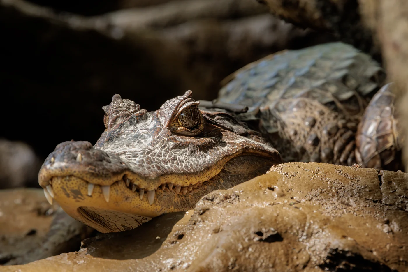 Tortuguero wildlife, caiman on the riverbank
